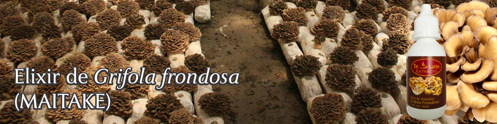 Te Latte CaféElixir de Grifola frondosa (MAITAKE)